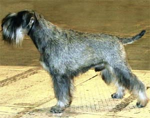 ***** Brisko Rezlark *****
