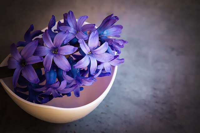 hyacint v misce